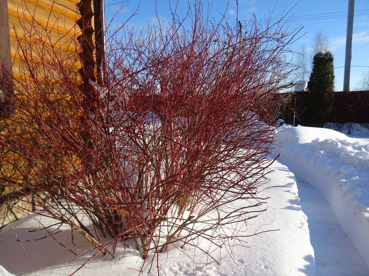 Cornus alba IVORY HALO ('Bailhalo'), 3-pack