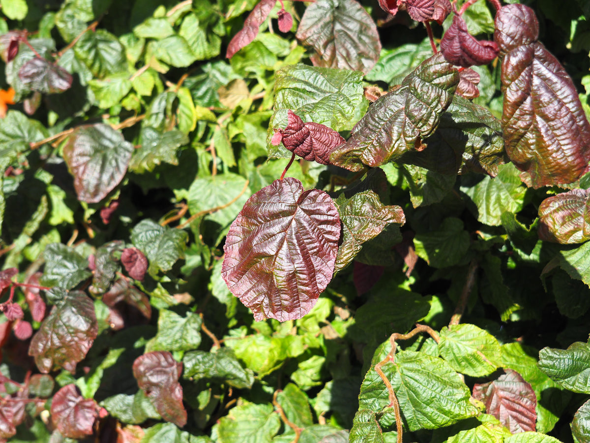 Corylus avellana 'Red Majestic', 5-pack