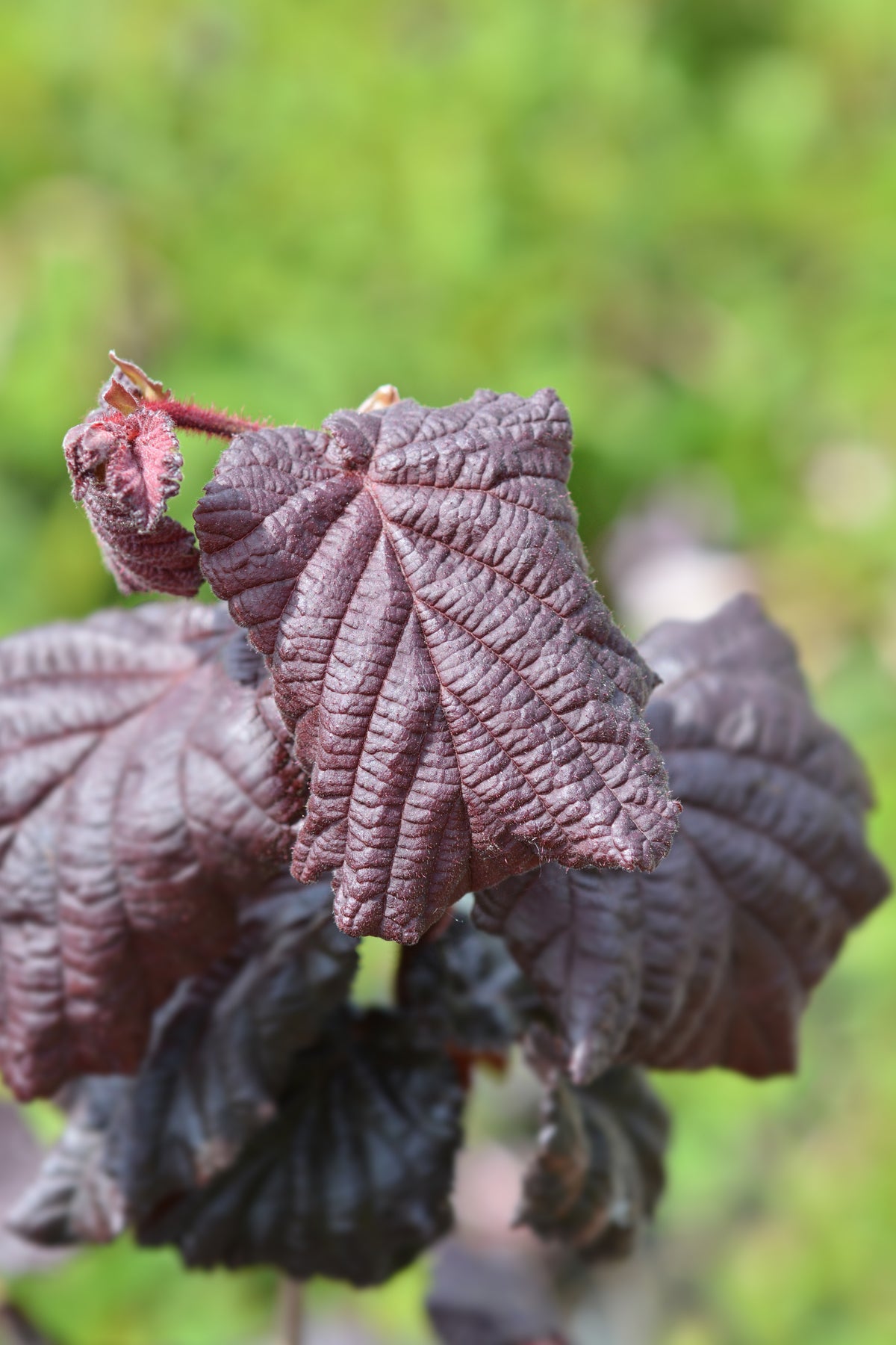 Corylus avellana 'Red Majestic', 5-pack