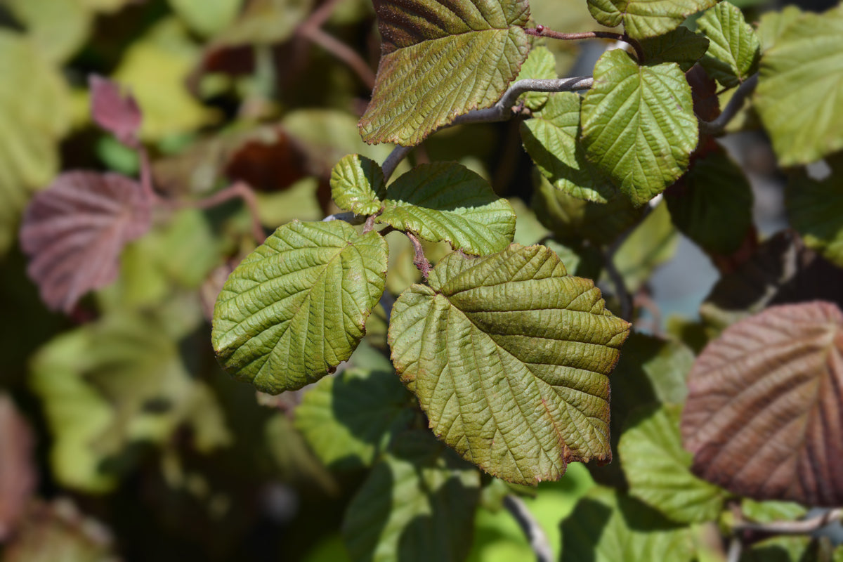 Corylus avellana 'Red Majestic', 5-pack