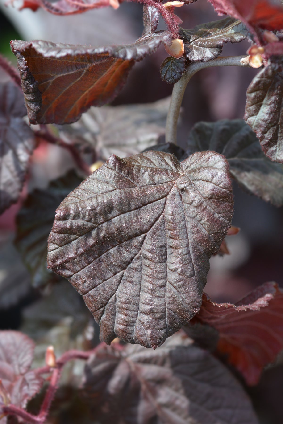 Corylus avellana 'Red Majestic', 5-pack