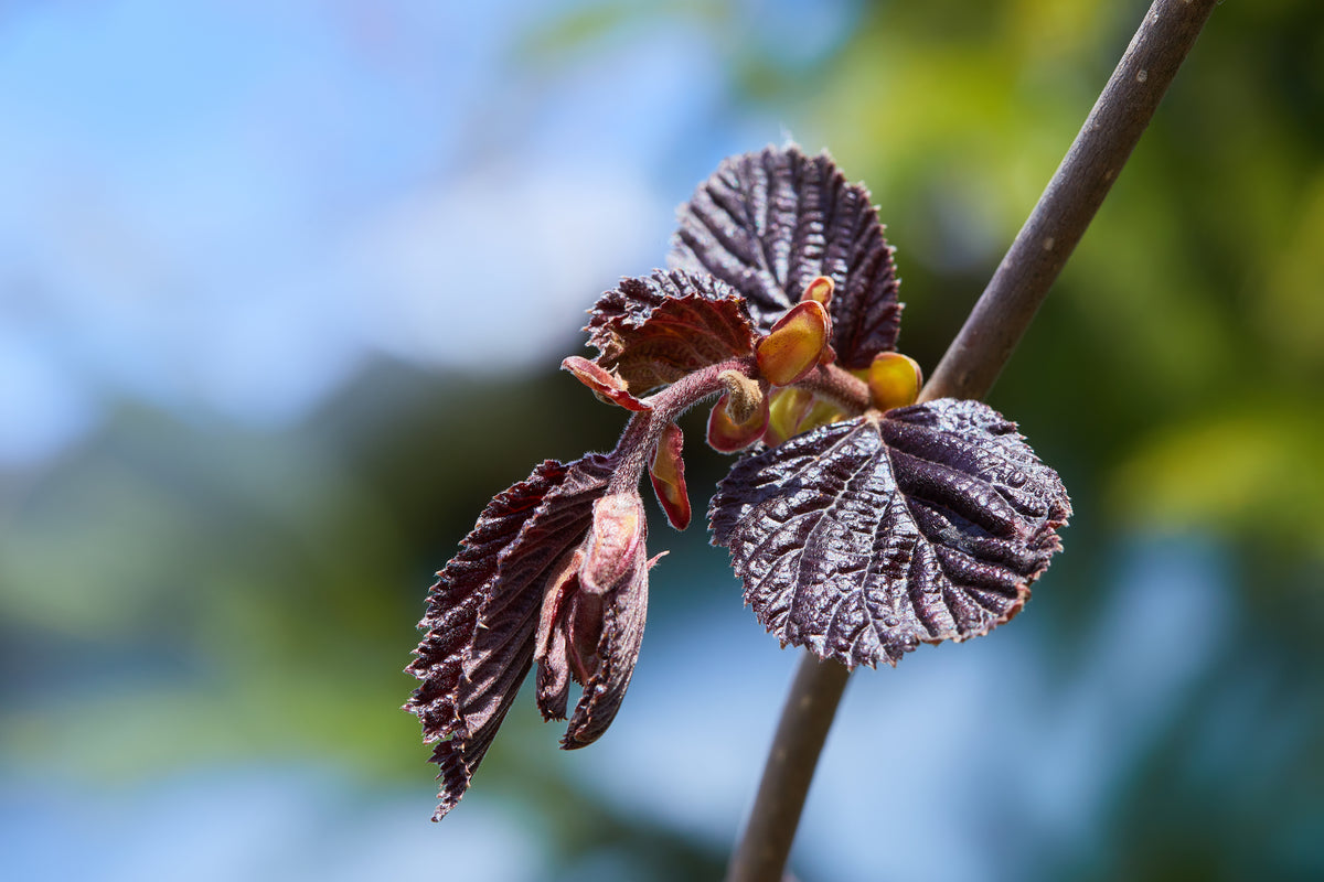 Corylus avellana 'Red Majestic', 5-pack