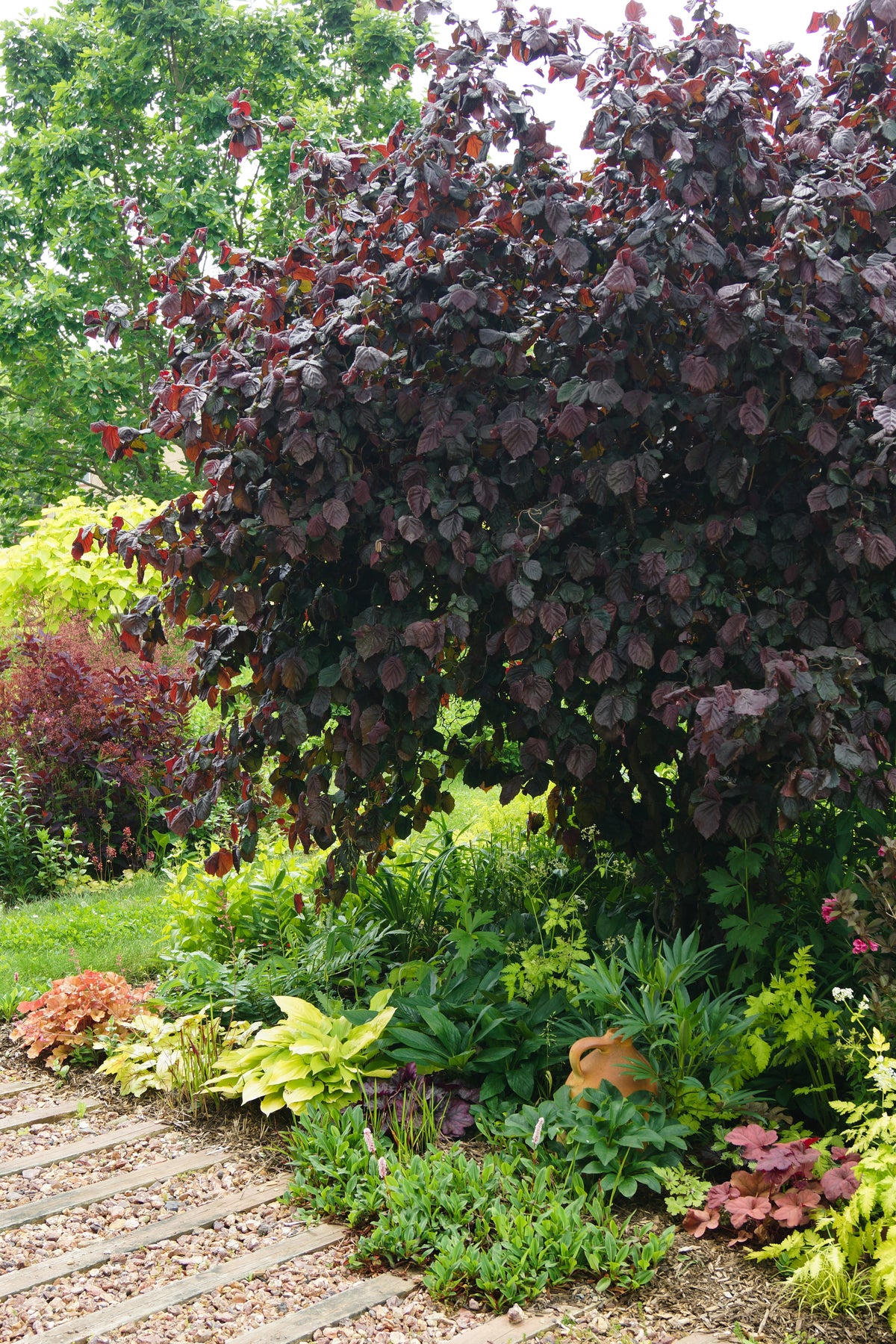 Corylus avellana 'Red Majestic', 5-pack