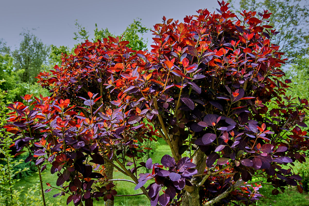 Cotinus coggygria 'Royal Purple', 1-pack