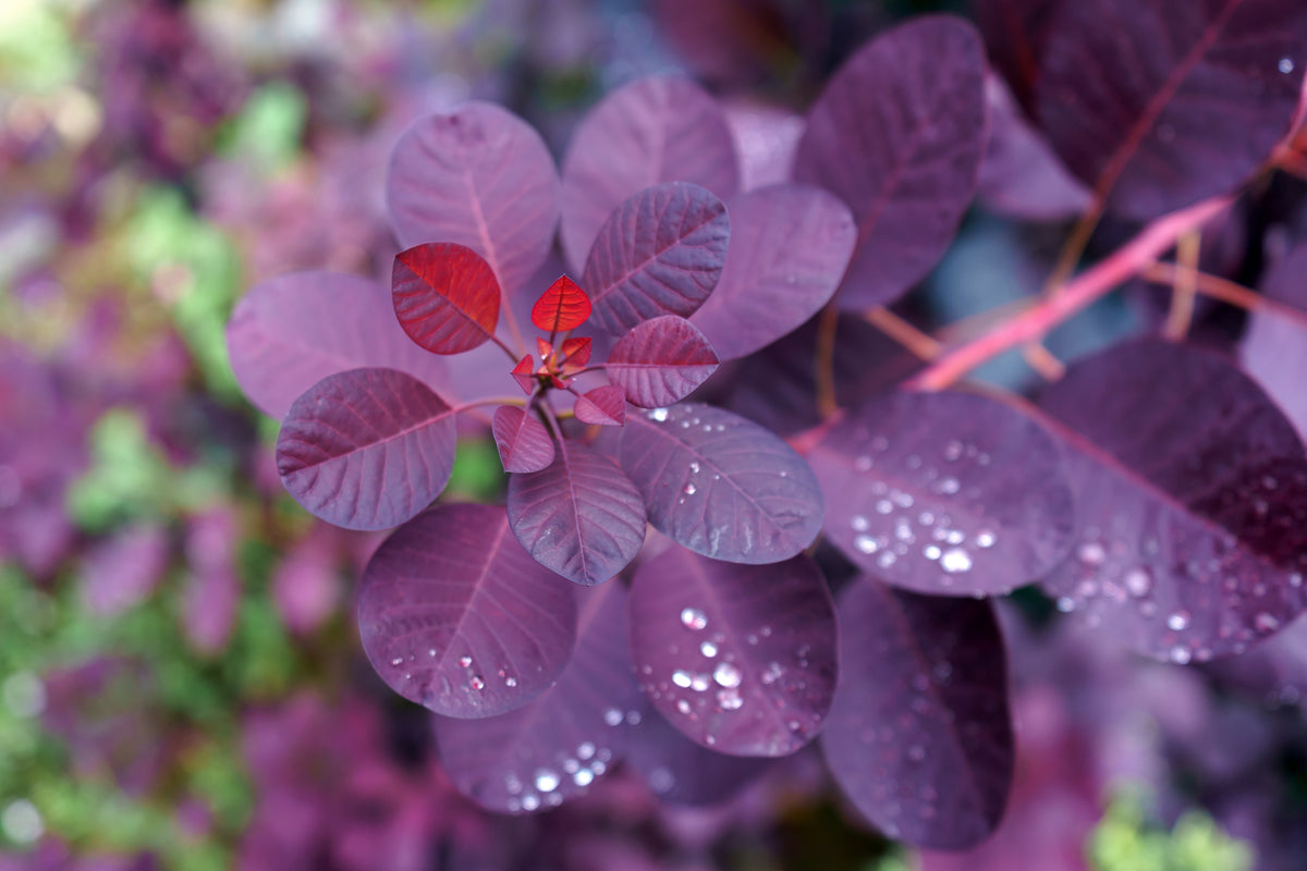 Cotinus coggygria 'Royal Purple', 3-pack