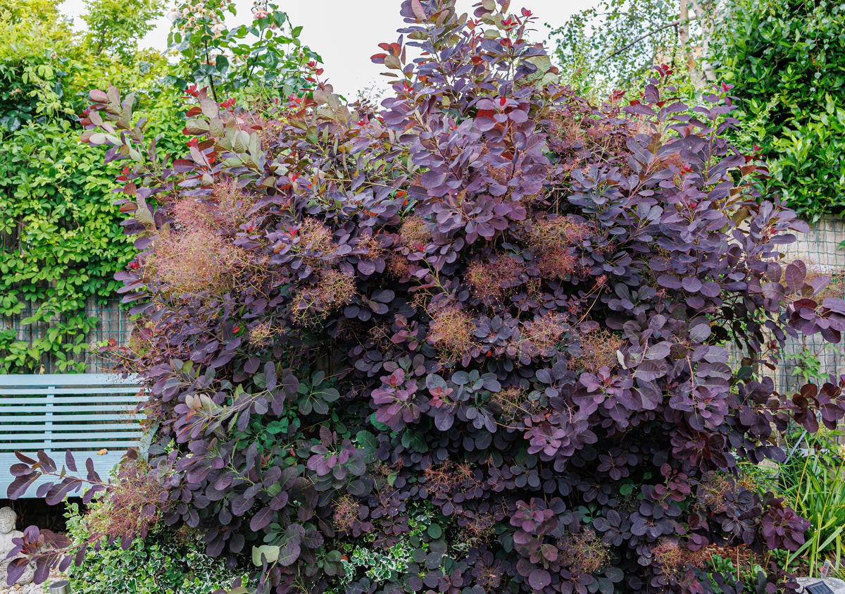 Cotinus coggygria 'Royal Purple', 5-pack