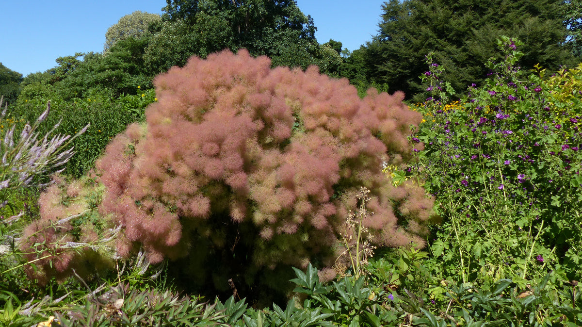 Cotinus coggygria 'Young Lady', 5-pack