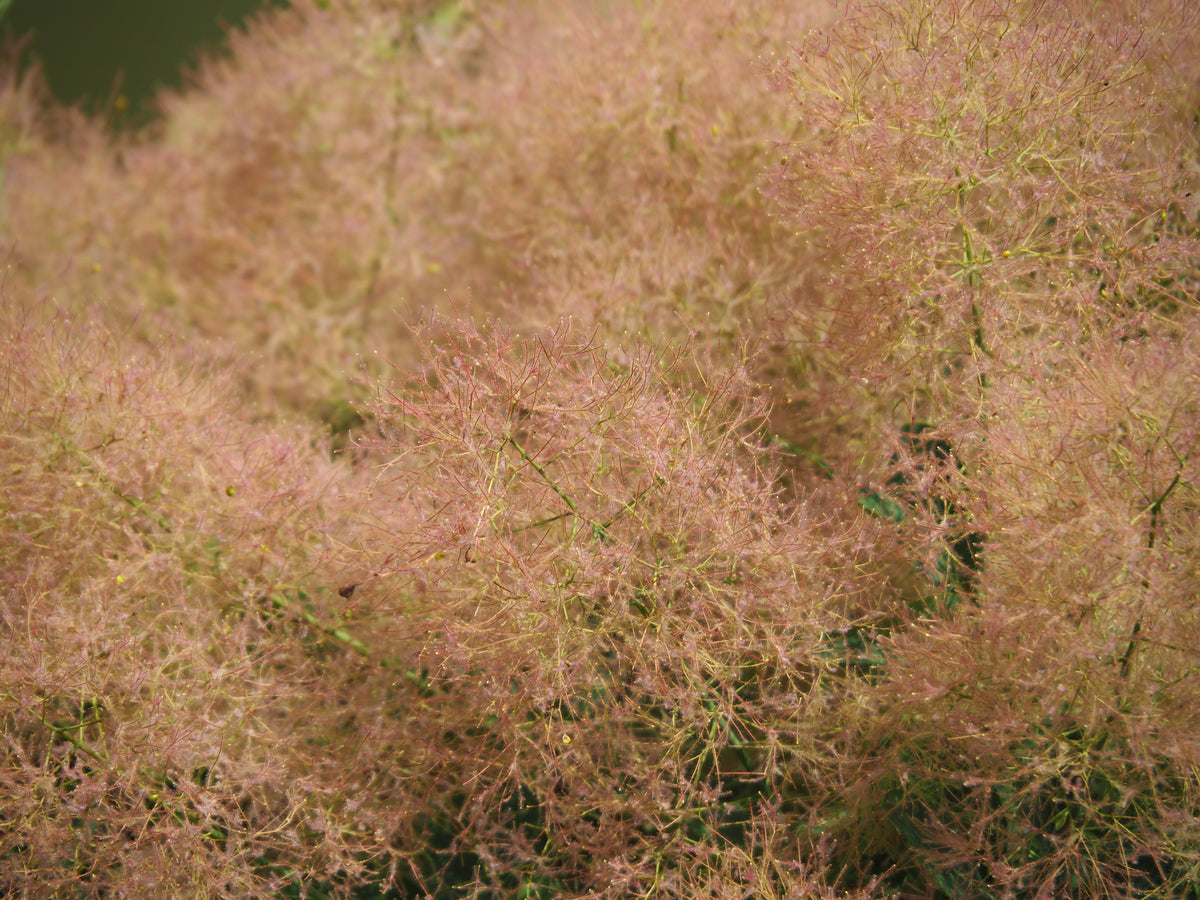 Cotinus coggygria 'Young Lady', 5-pack