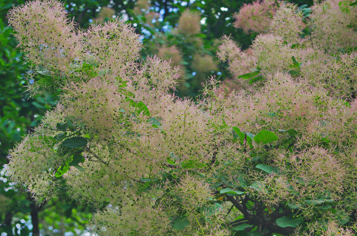 Cotinus coggygria 'Young Lady', 5-pack