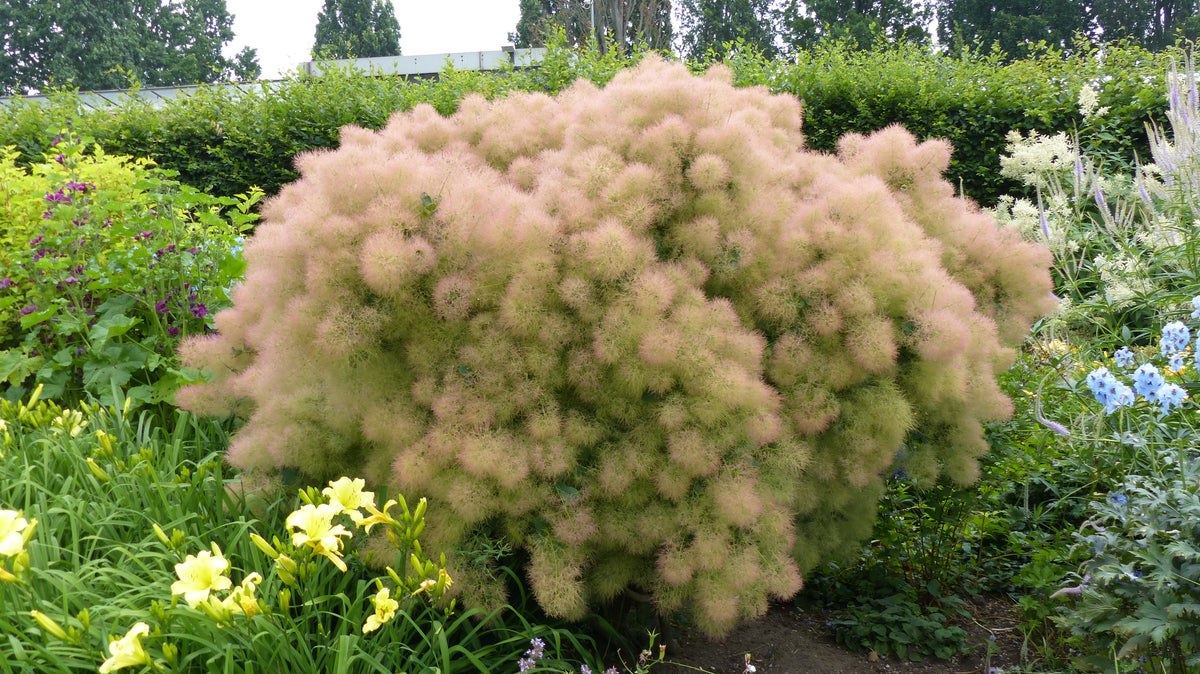 Cotinus coggygria 'Young Lady', 5-pack