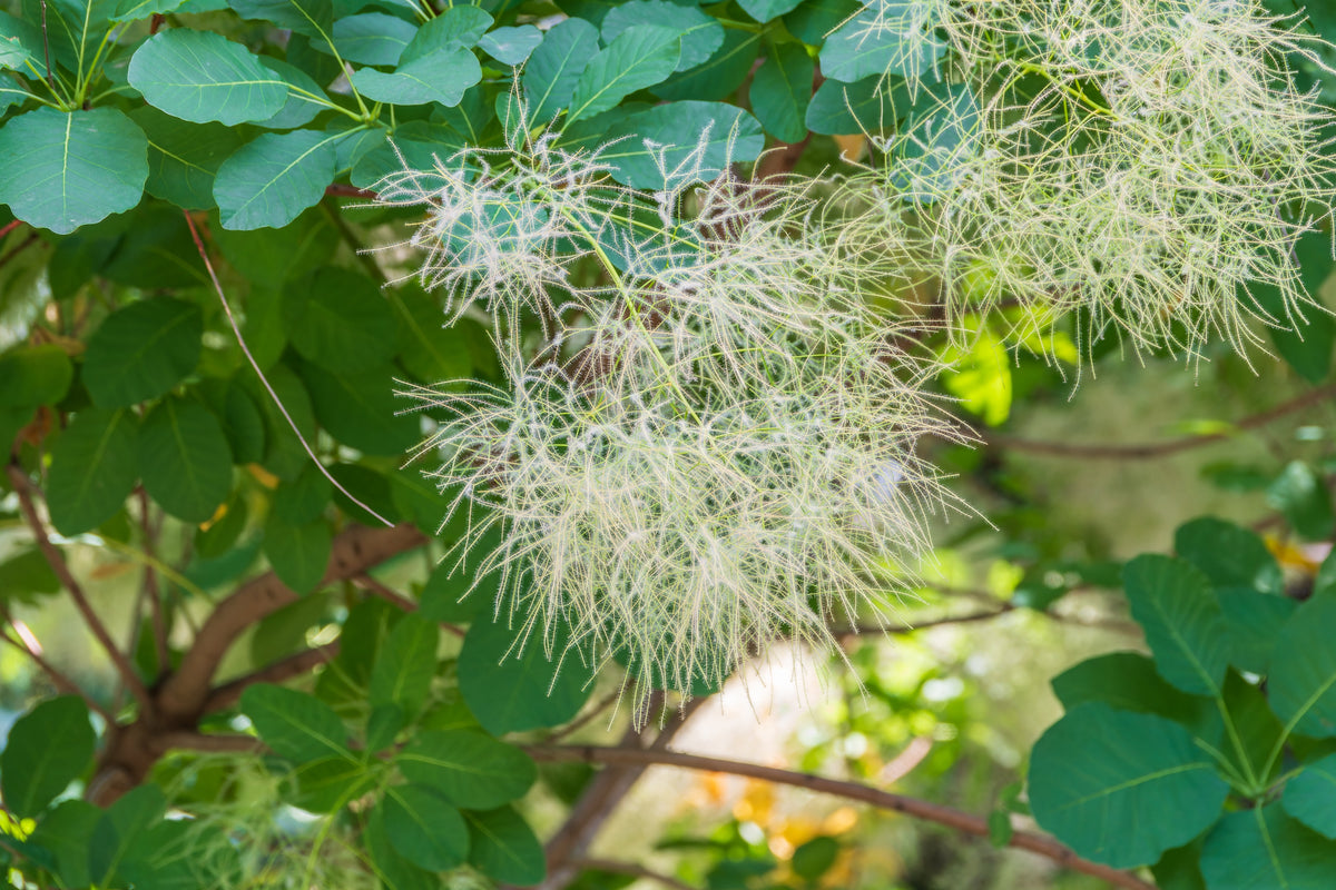 Cotinus coggygria 'Young Lady', 1-pack