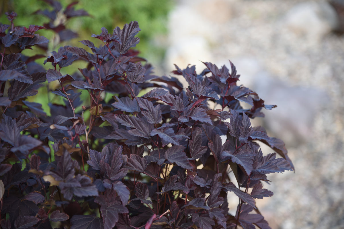 Physocarpus opulifolius LITTLE ANGEL, 5-pack