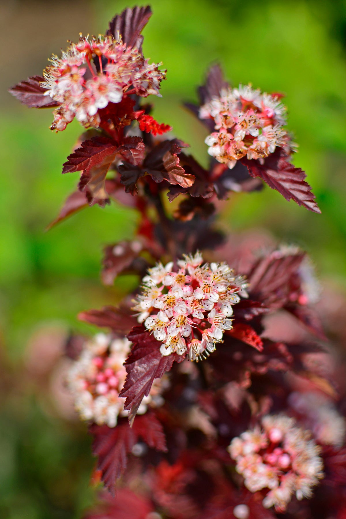 Physocarpus opulifolius LITTLE ANGEL, 5-pack