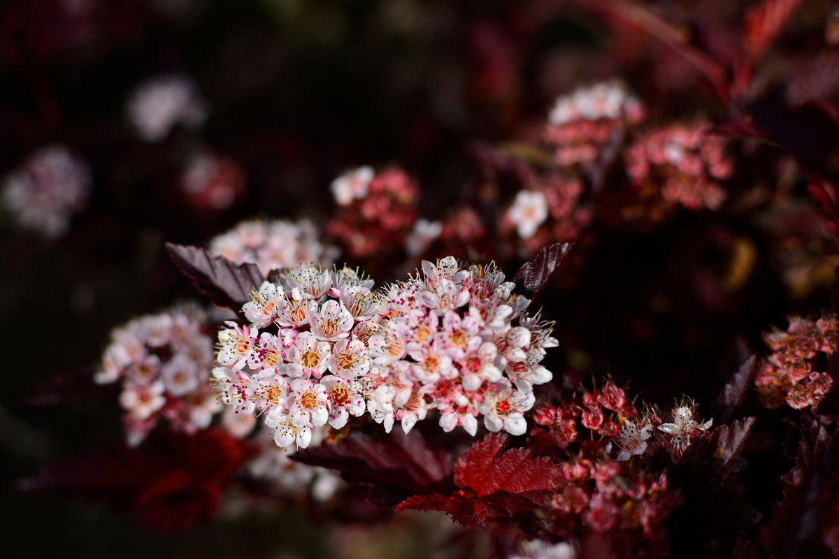 Physocarpus opulifolius LITTLE ANGEL, 5-pack
