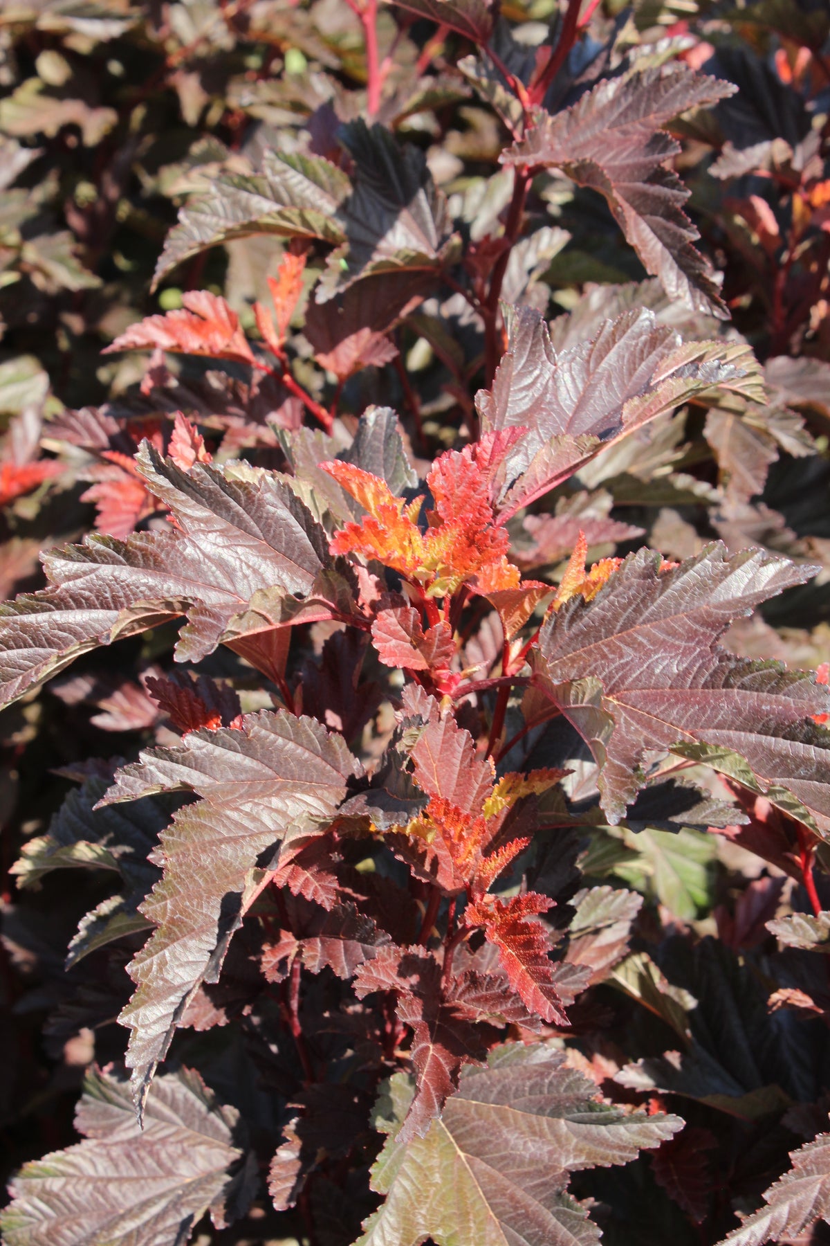 Physocarpus opulifolius LITTLE ANGEL, 5-pack