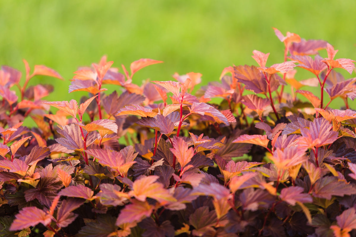 Physocarpus opulifolius LITTLE ANGEL, 3-pack