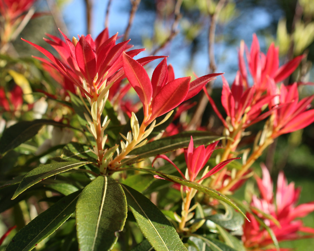 Pieris 'Forest Flame', 3-pack