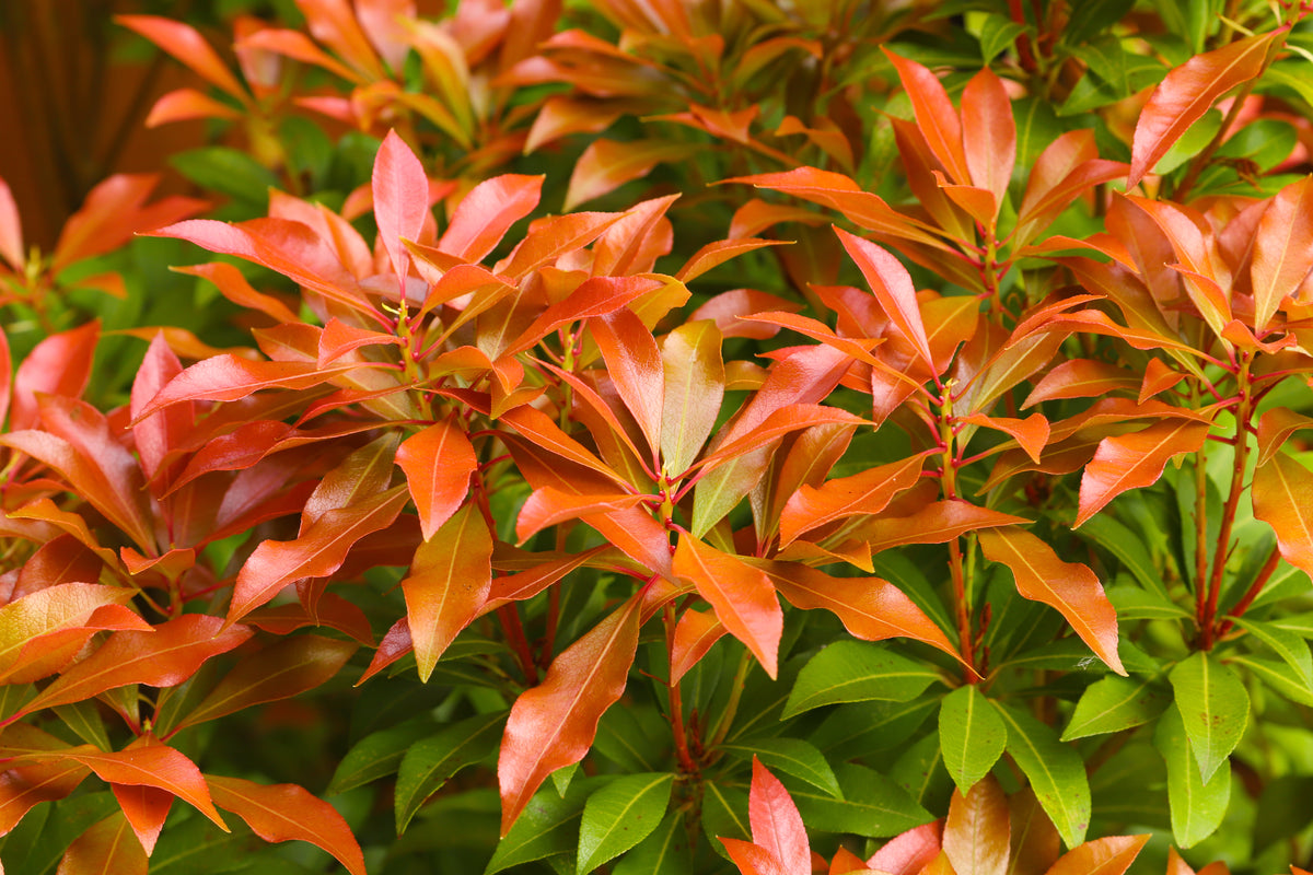 Pieris 'Forest Flame', 3-pack