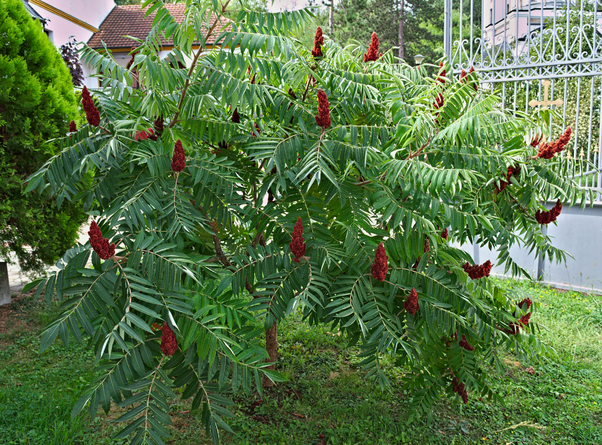 Rhus typhina, 1-pack