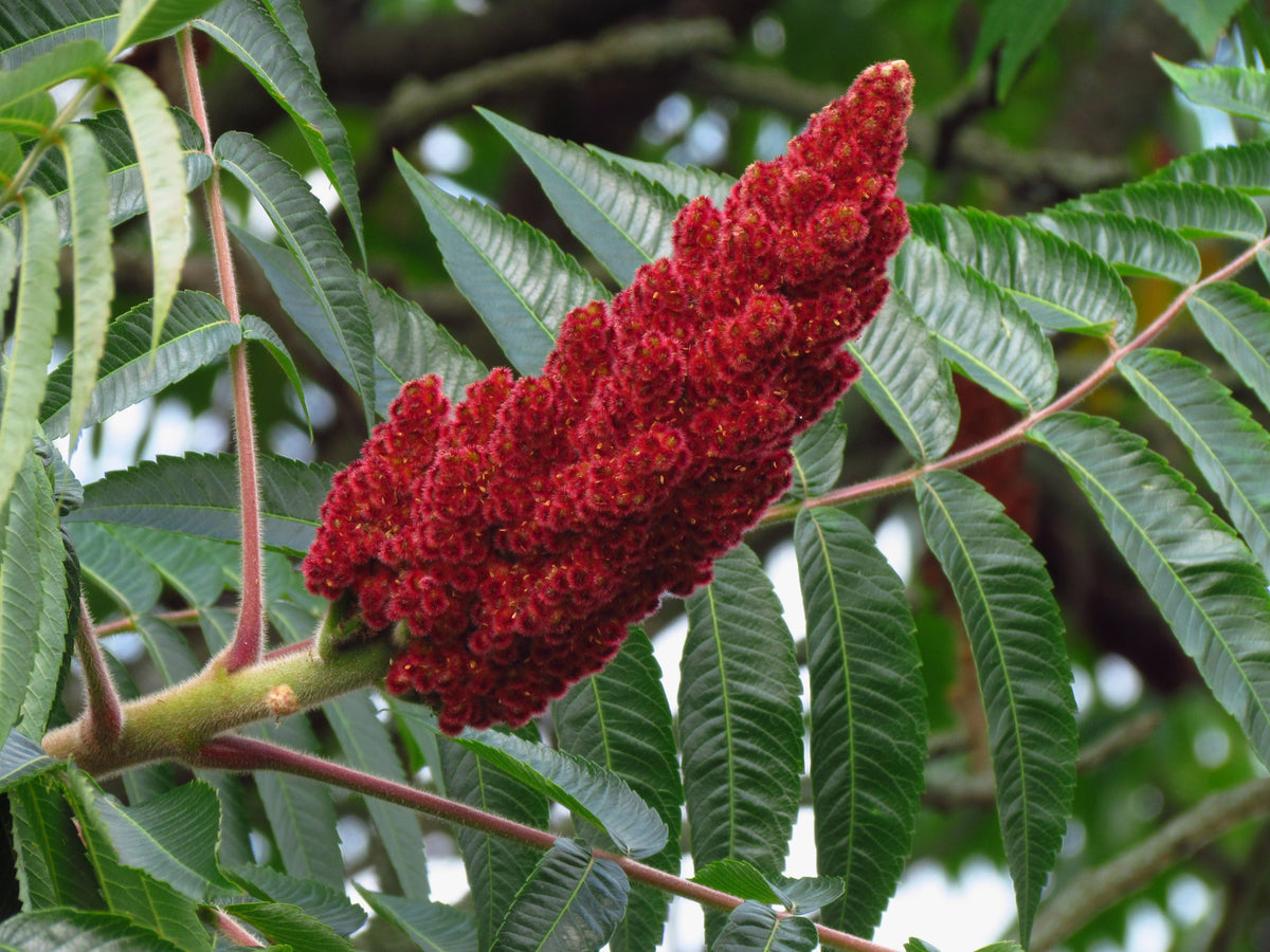 Rhus typhina, 3-pack