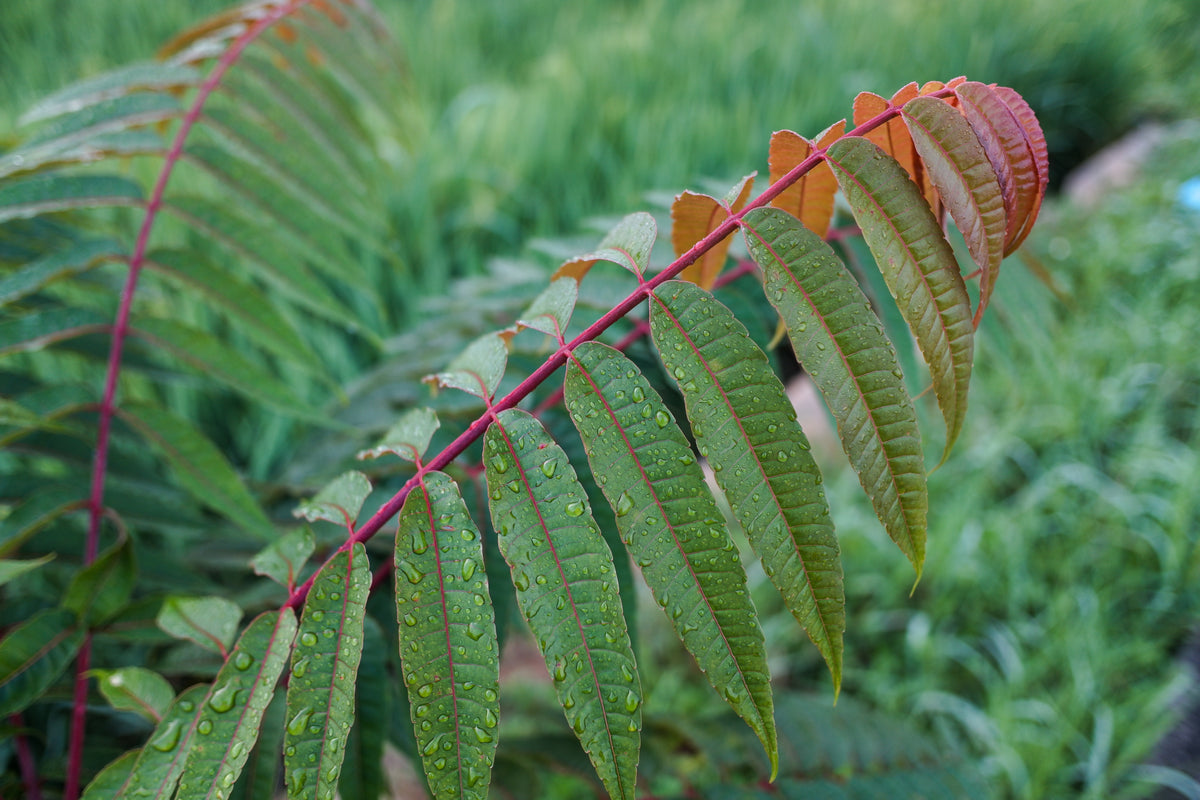 Rhus typhina, 5-pack