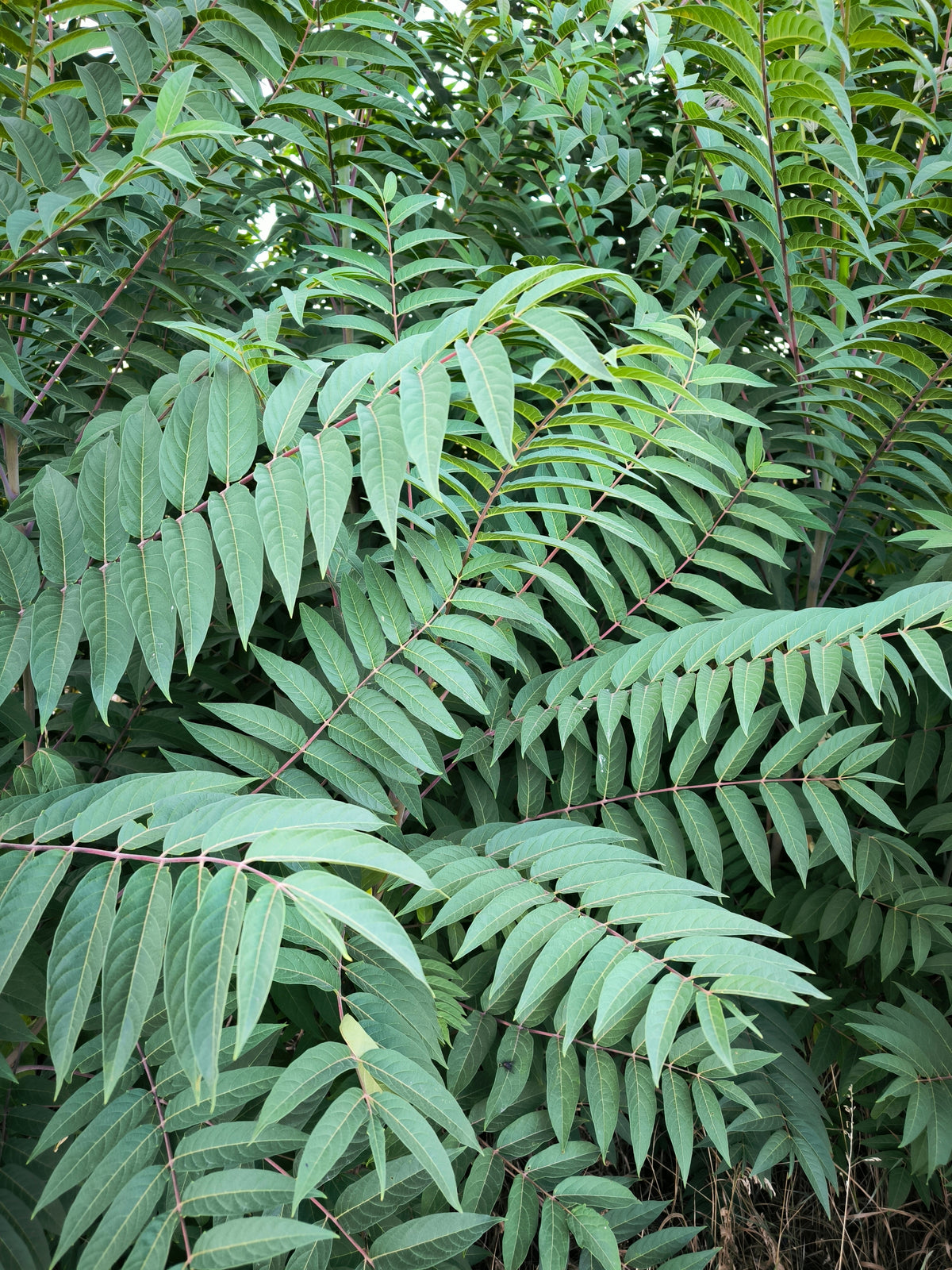 Rhus typhina, 1-pack