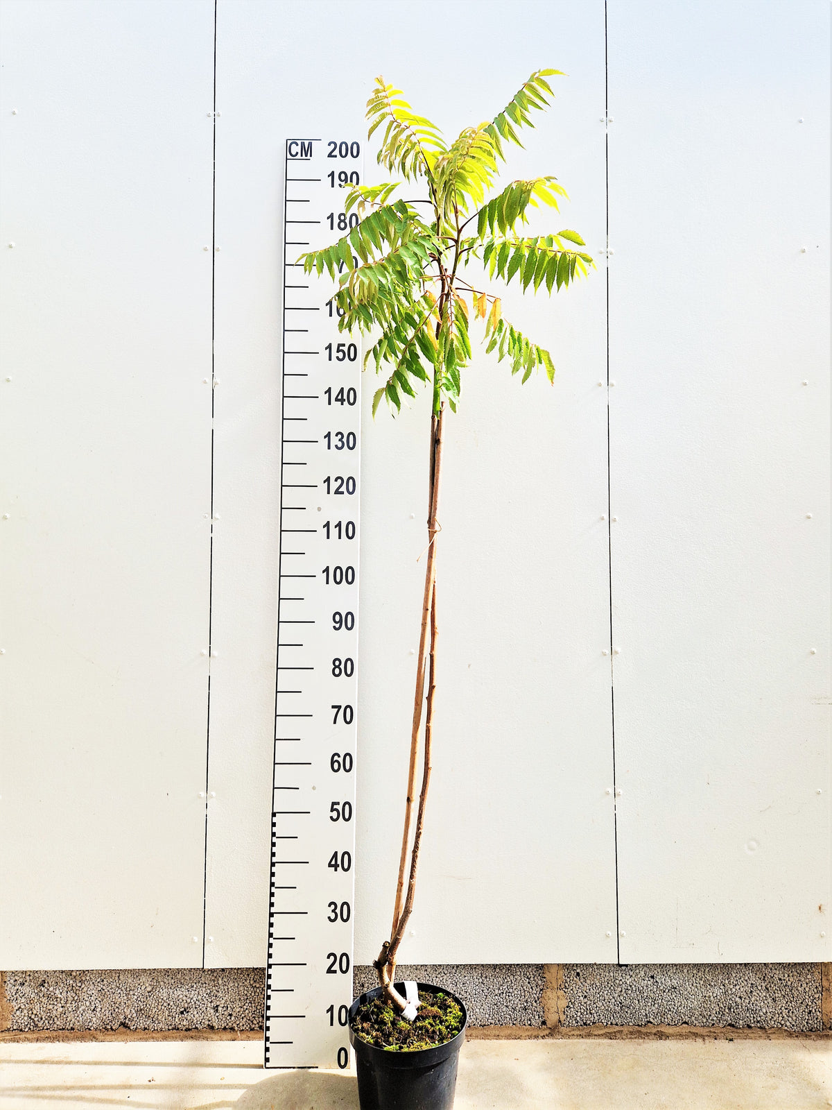 Rhus typhina, 1-pack
