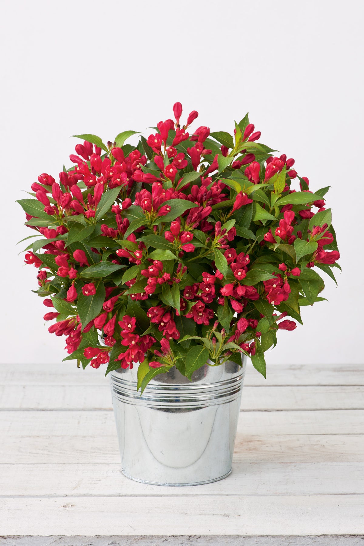 Weigela ALL SUMMER RED, 5-pack