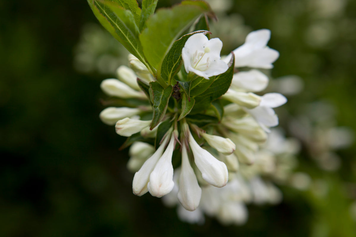 Weigela 'Bristol Snowflake', 5-pack