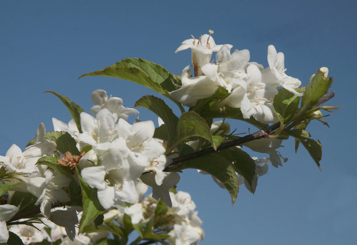 Weigela 'Bristol Snowflake', 1-pack