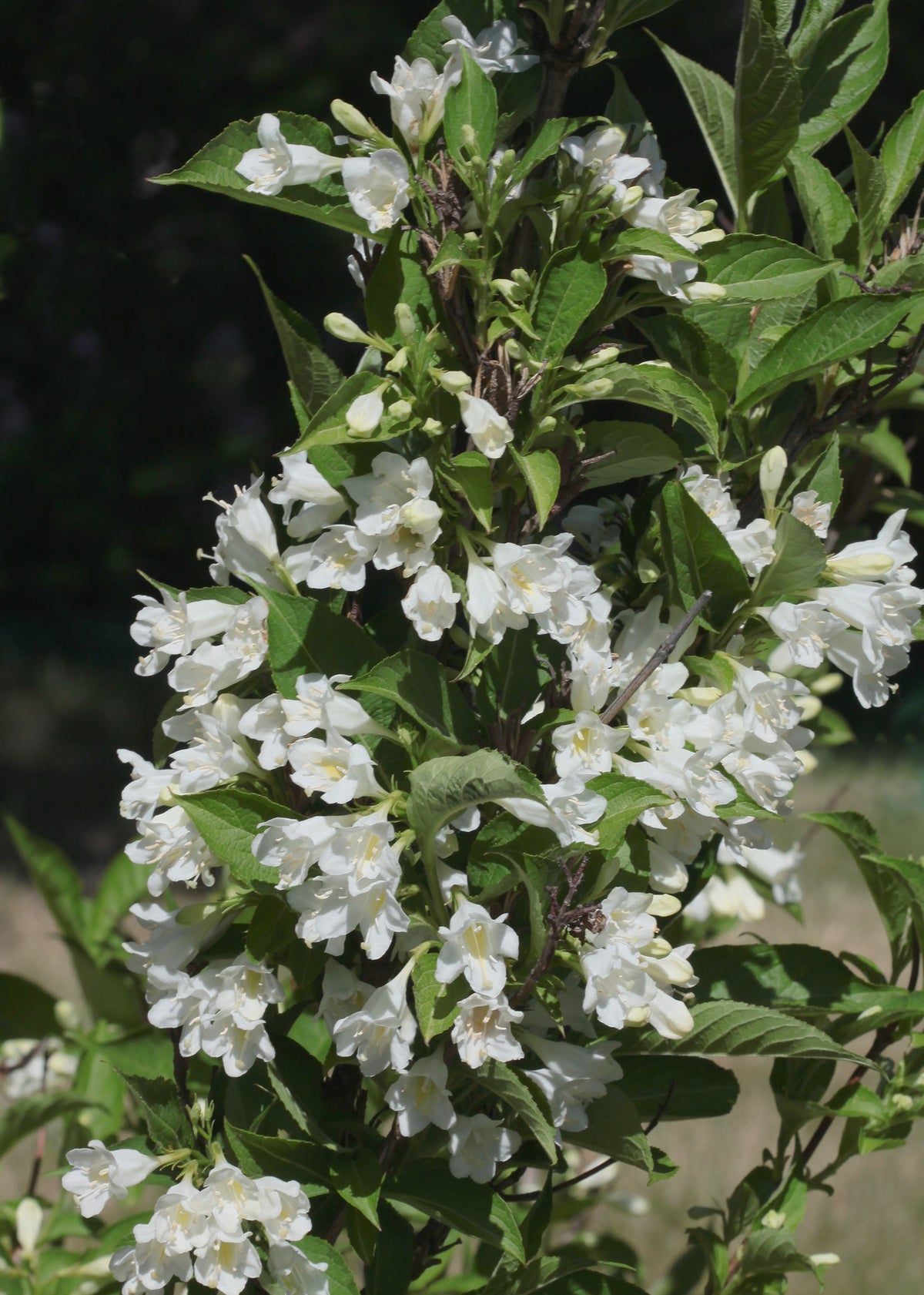 Weigela 'Bristol Snowflake', 5-pack