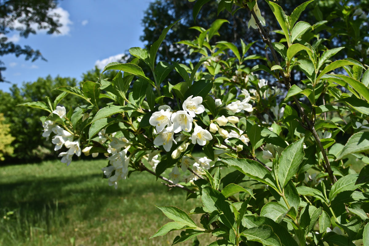 Weigela 'Bristol Snowflake', 1-pack