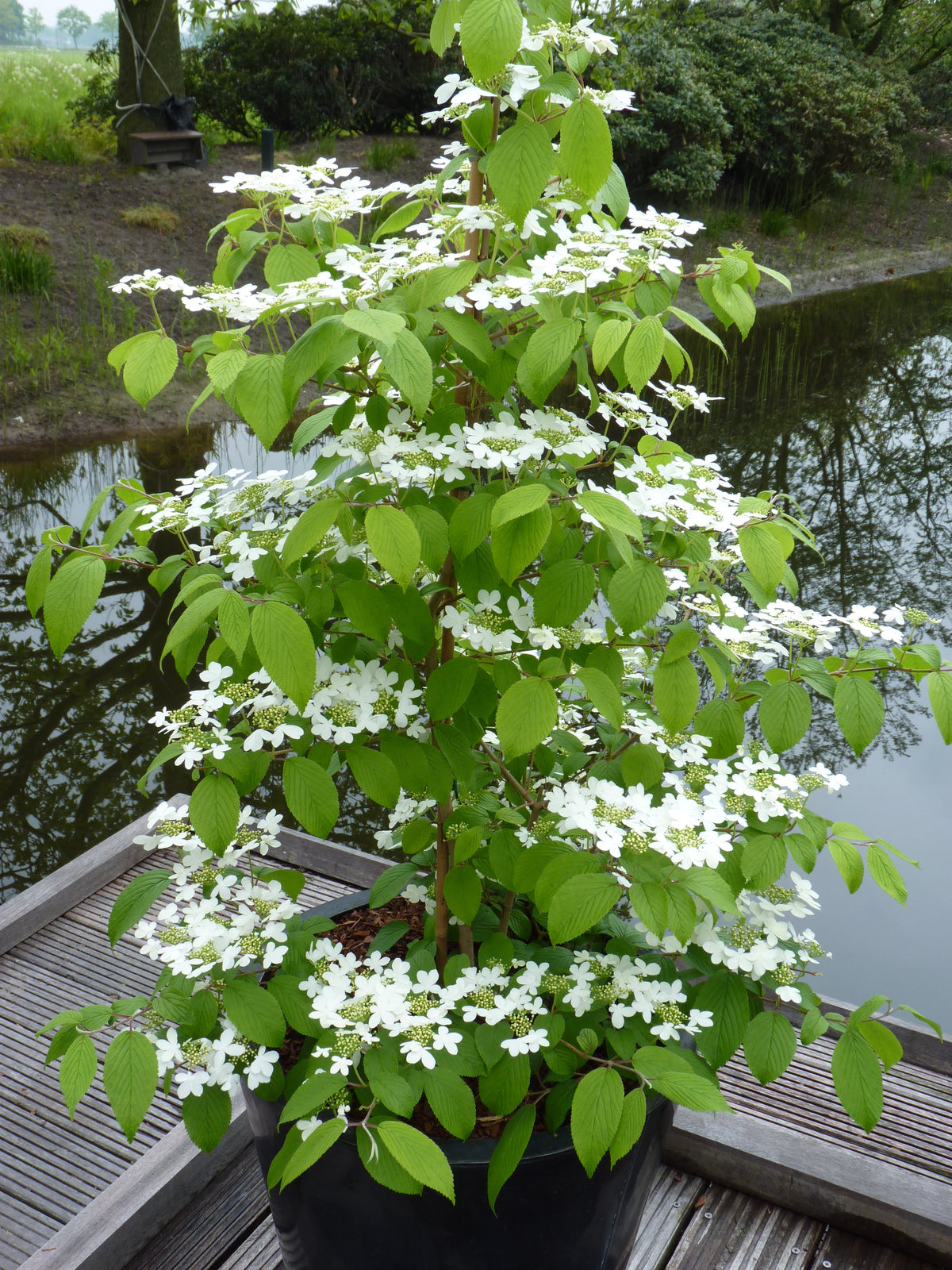 Viburnum plicatum f. tomentosum 'Kilimandjaro', 3-pack