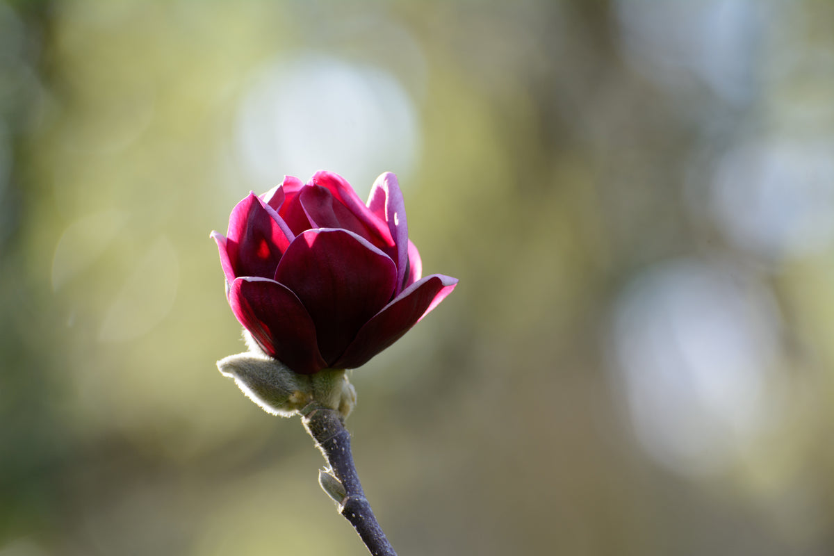 Magnolia 'Genie', 5-pack