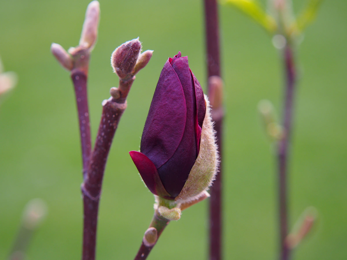 Magnolia 'Genie', 5-pack