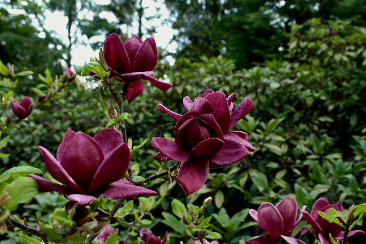 Magnolia 'Genie', 3-pack