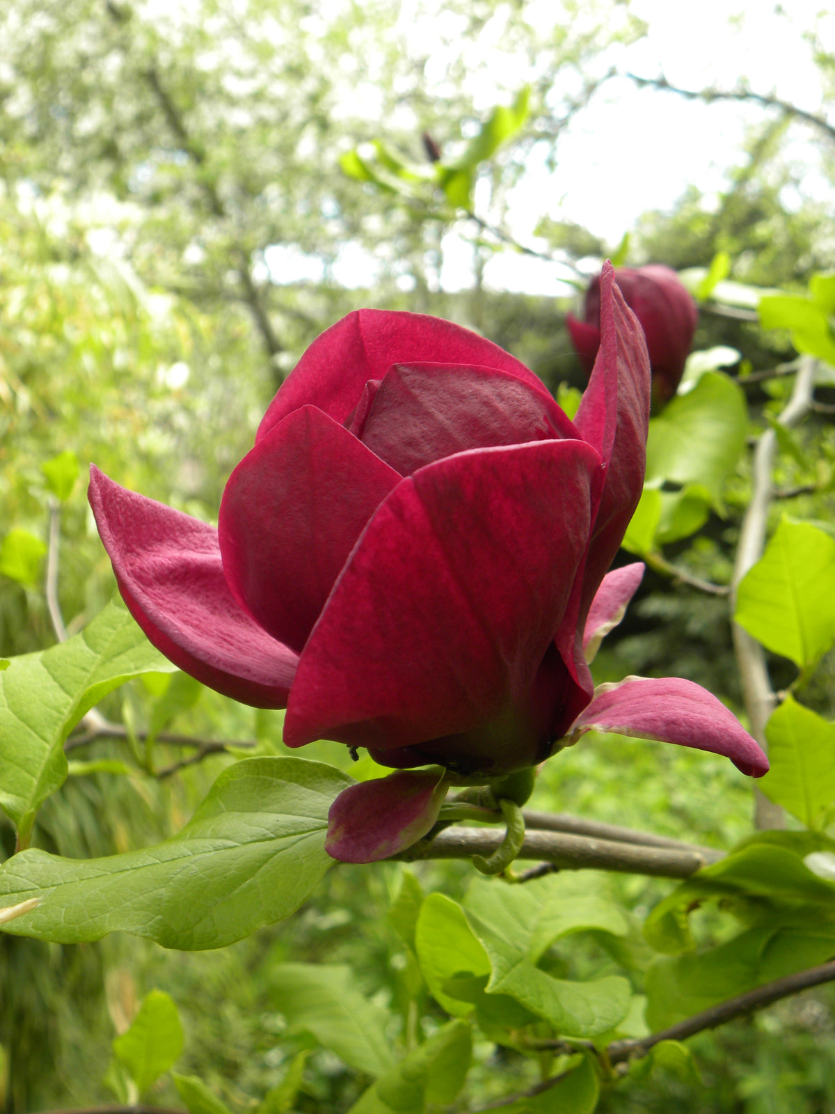 Magnolia 'Genie', 3-pack