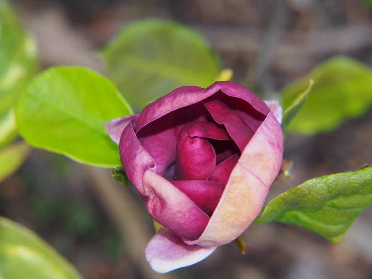 Magnolia 'Genie', 5-pack
