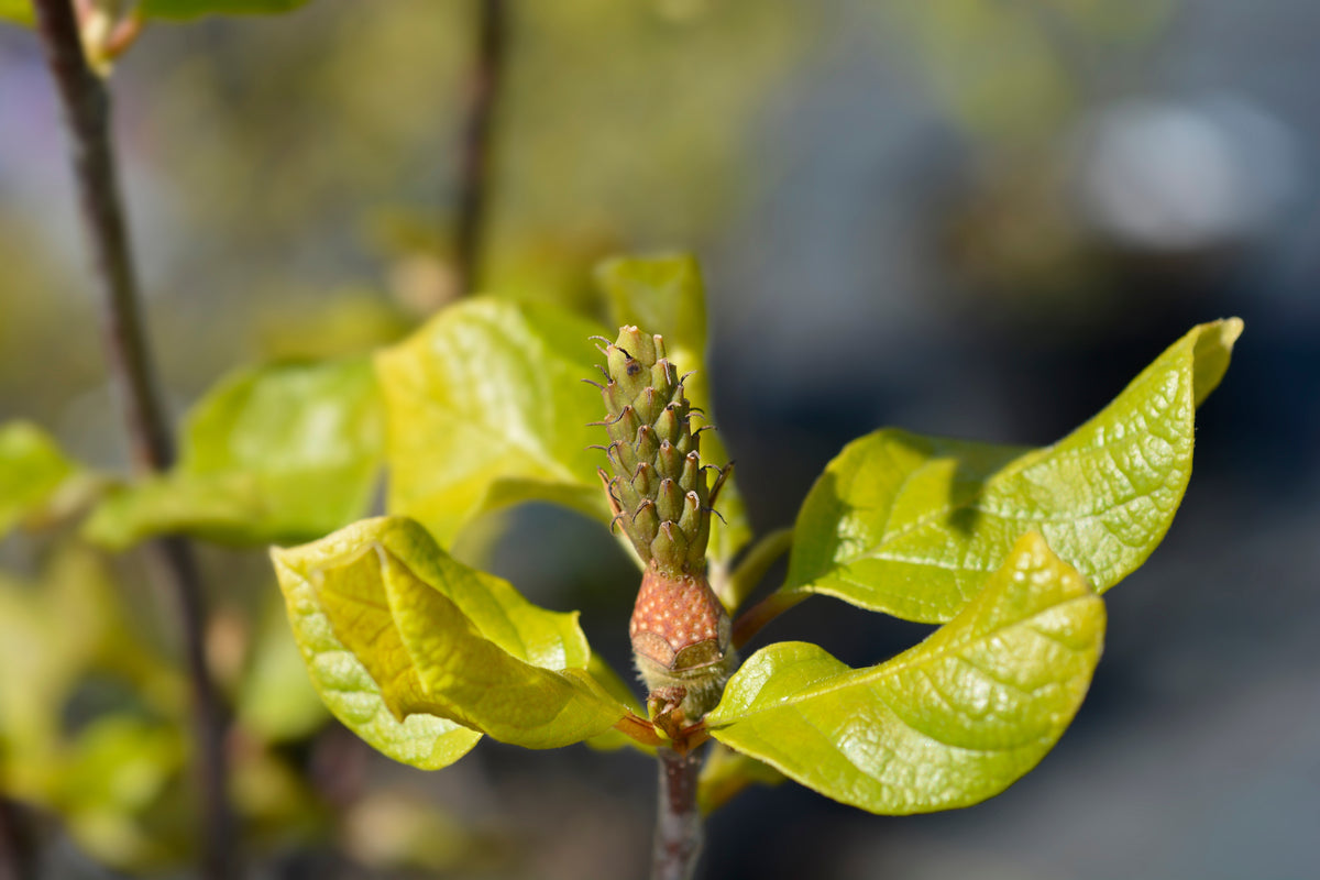 Magnolia 'Genie', 3-pack