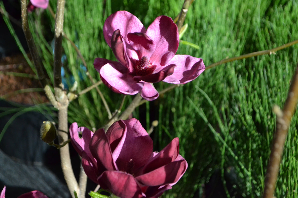 Magnolia 'Genie', 3-pack