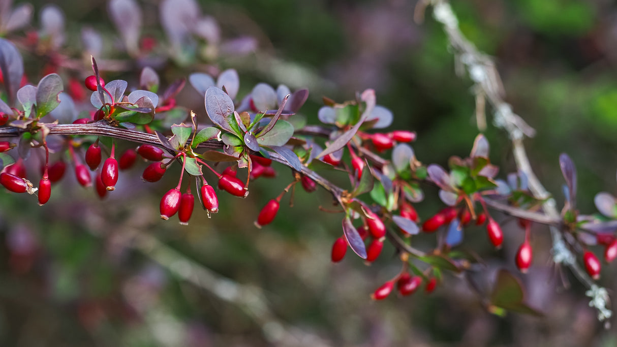 Röd Häckberberis 'Atropurpurea' 1-pack i kruka