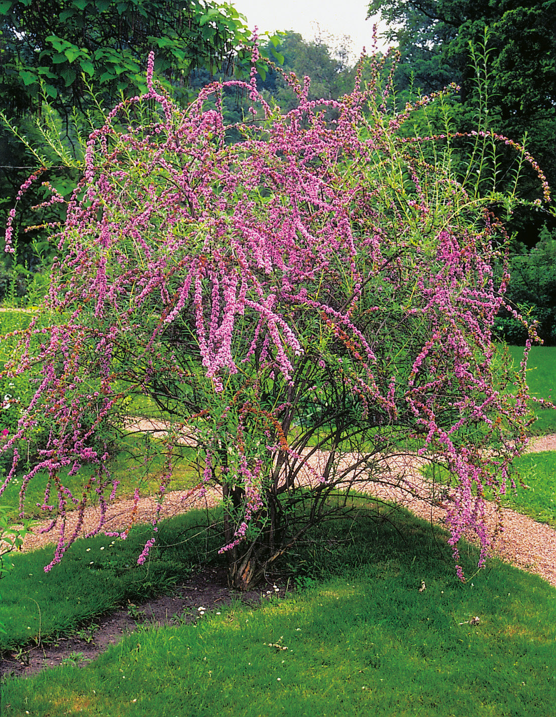 Sommarbuddleja co 1-pack