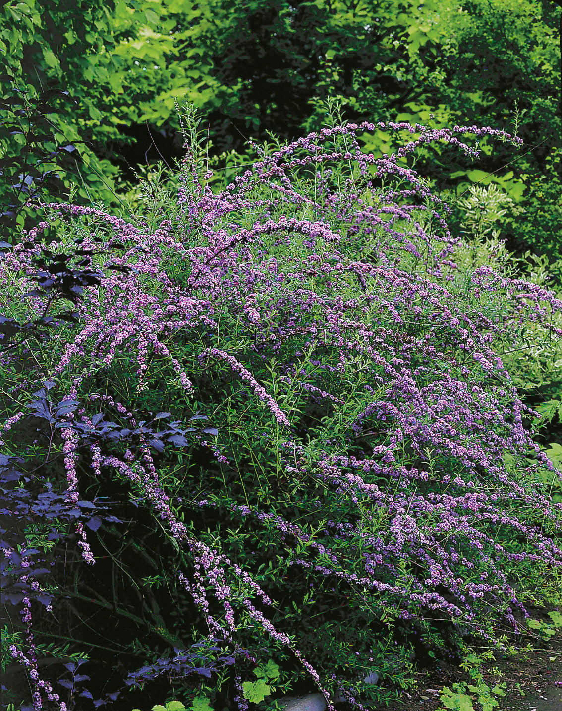 Sommarbuddleja co 3-pack