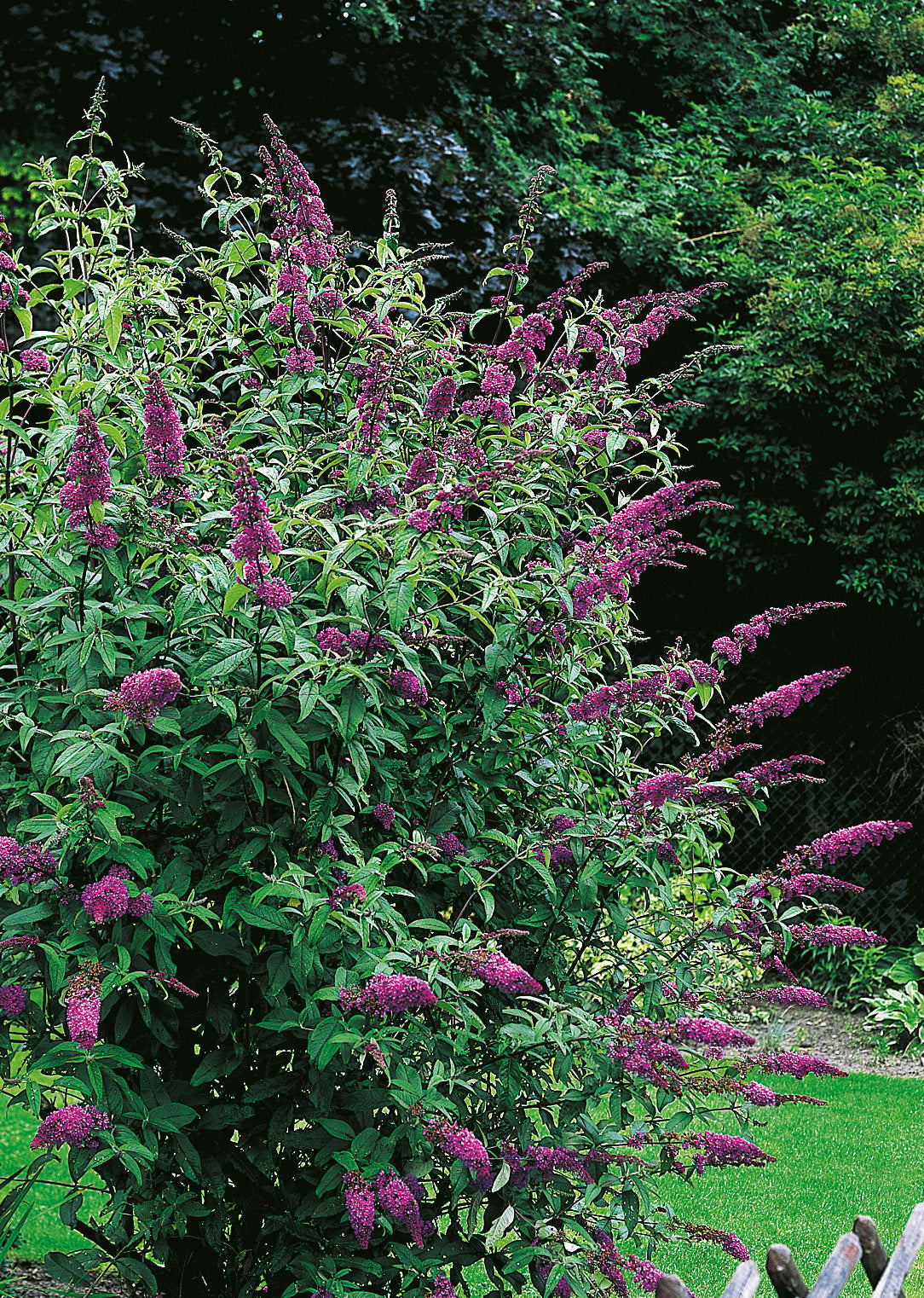 Syrenbuddleja 'Ile de France' co 1-pack