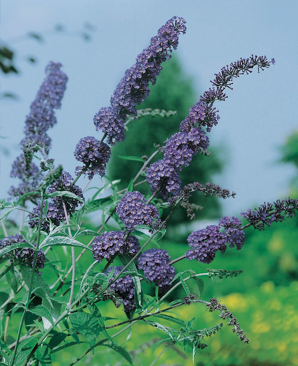 Syrenbuddleja 'Nanho Blue' 3-pack i kruka