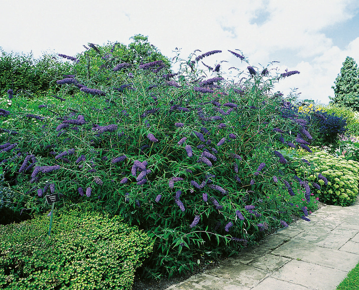 Syrenbuddleja 'Nanho Blue' 3-pack i kruka