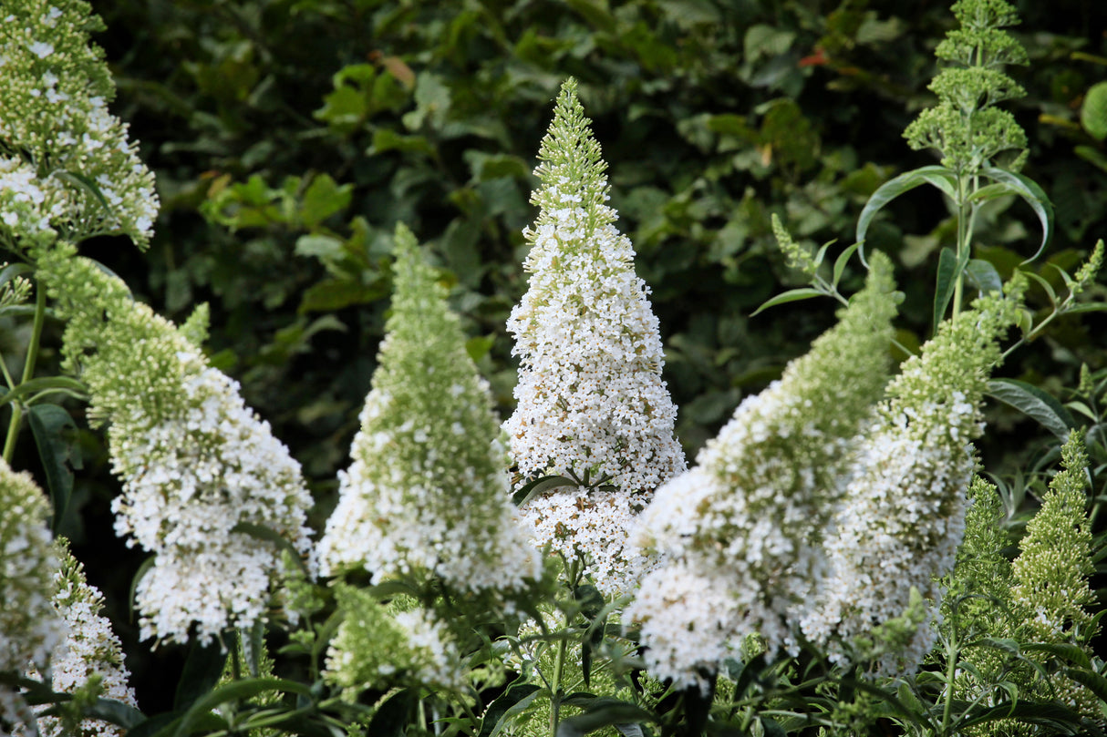 Syrenbuddleja 'White Profusion' 1-pack i kruka