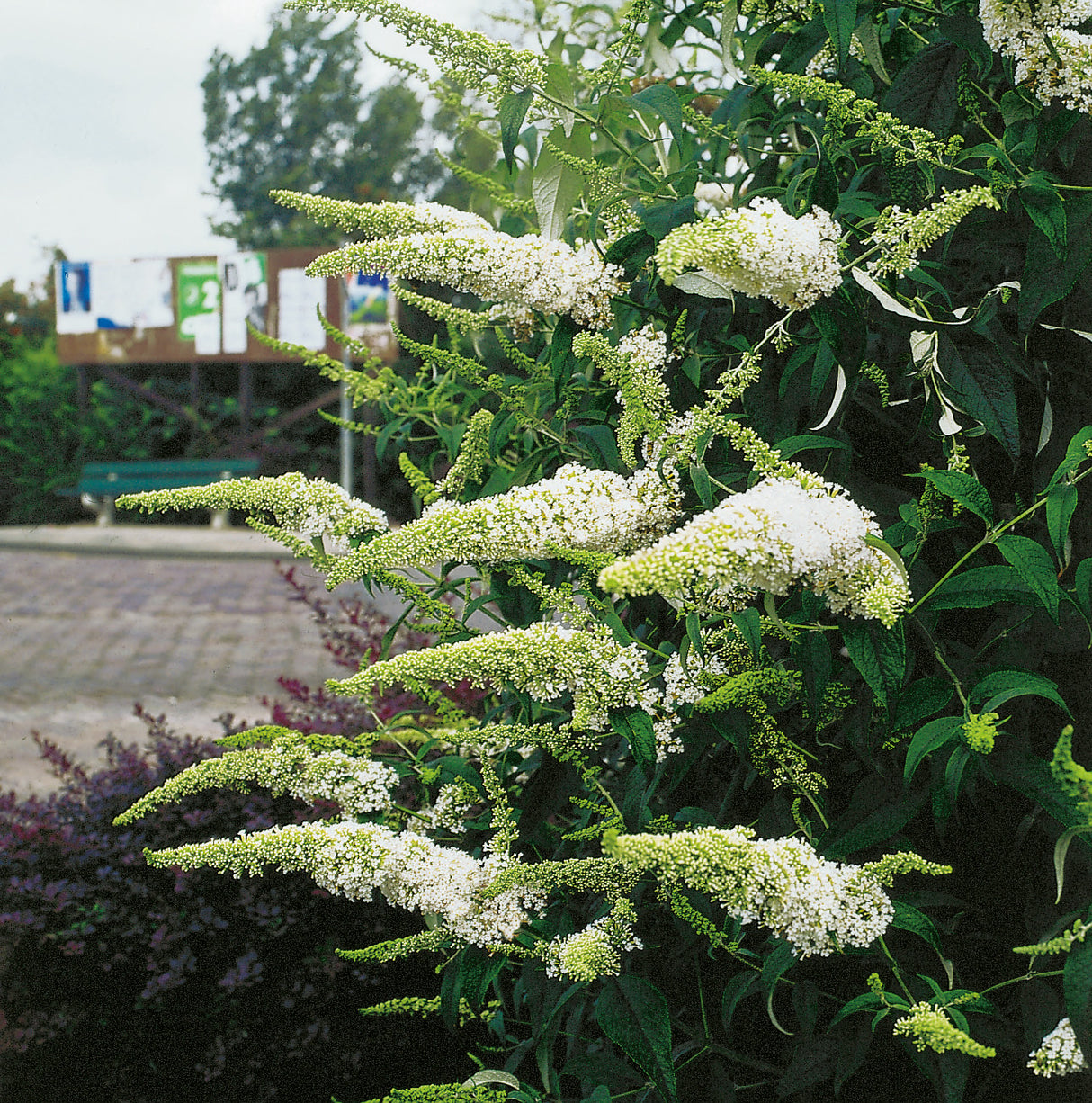 Syrenbuddleja 'White Profusion' 3-pack i kruka
