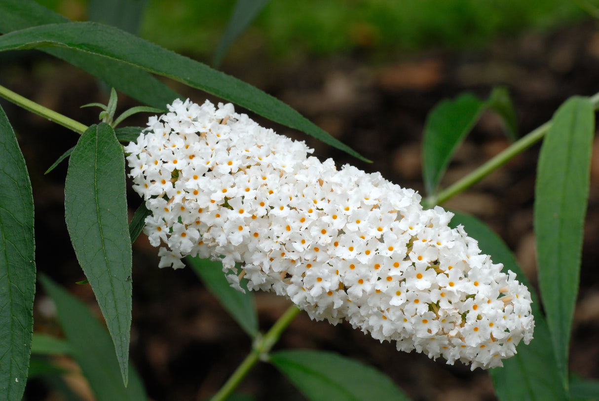 Syrenbuddleja 'White Profusion' 3-pack i kruka