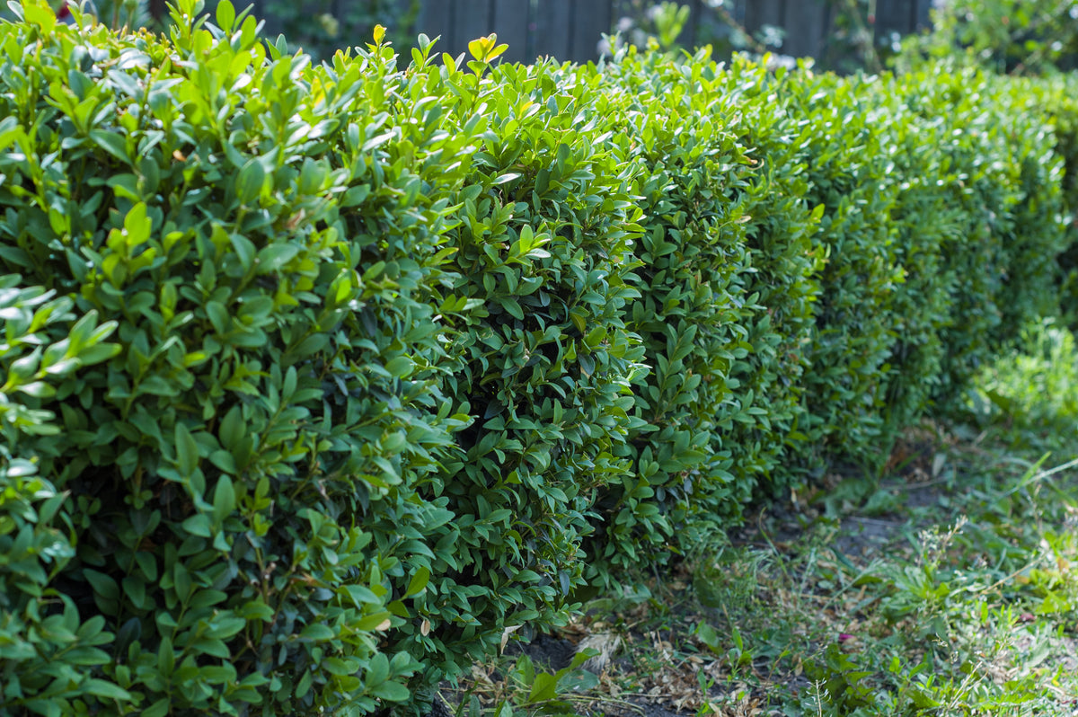 Buxus sempervirens, 30-40 cm, 3-pack